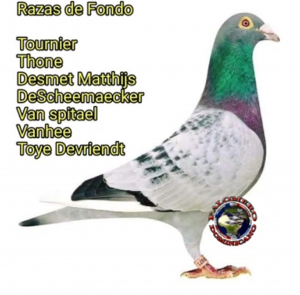 Clasificación de las palomas. Legado Colombófilo. Gabriel Arrechea.