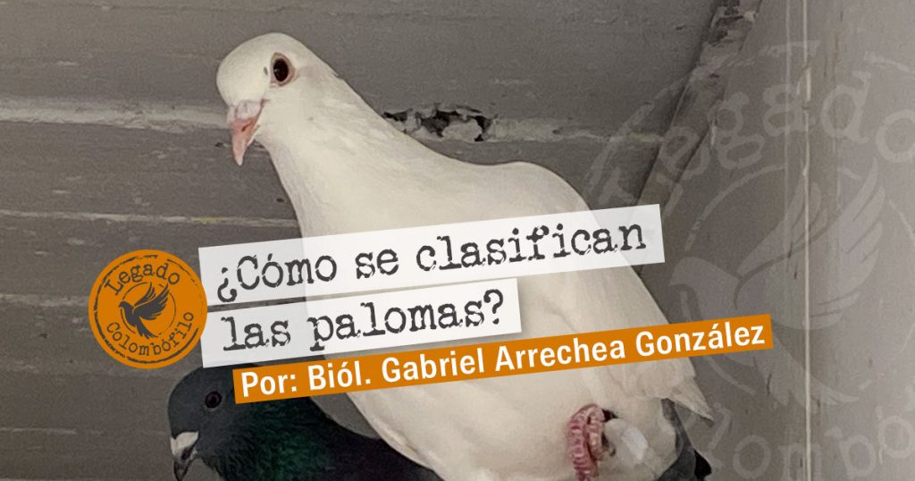 Clasificación palomas / Legado Colombófilo